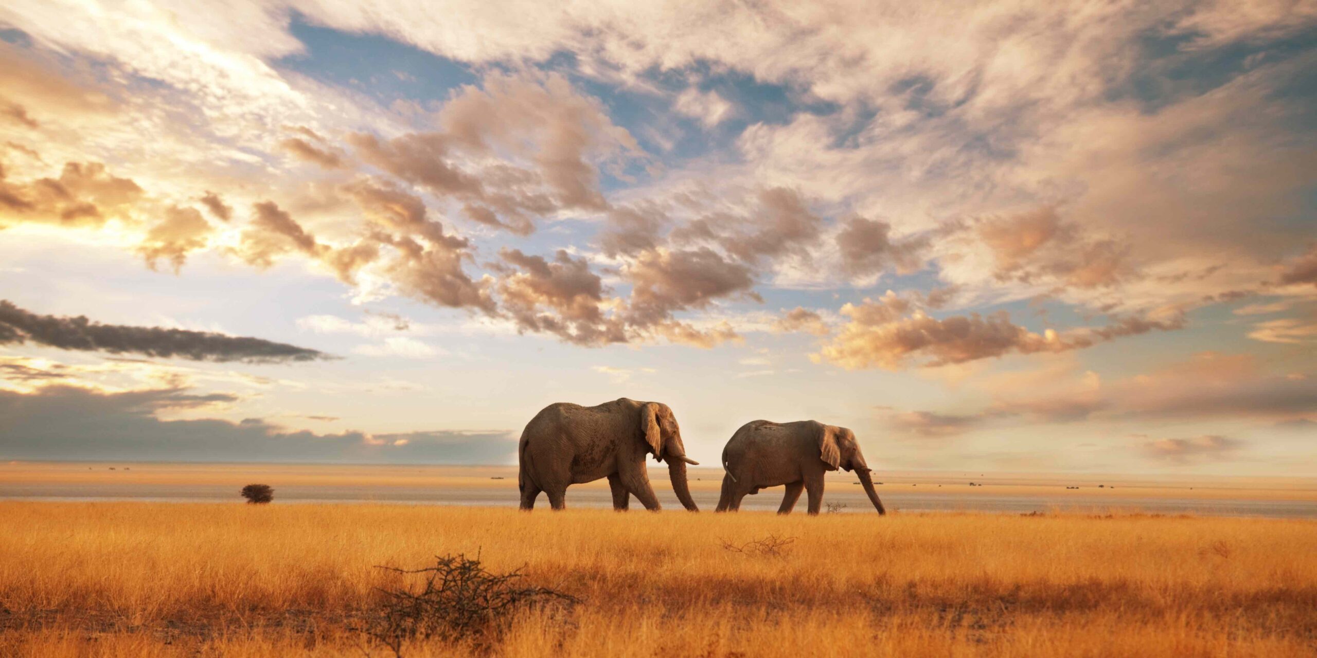 deux elephants dans la savane symbole de communication animale intuitive