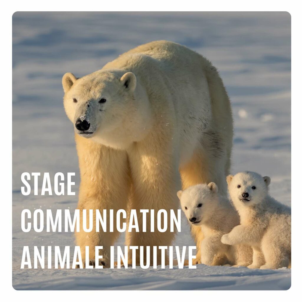 STAGE FORMATION EN COMMUNICATION ANIMALE INTUITIVE INTUITION COMMUNICATION CONNECTÉE