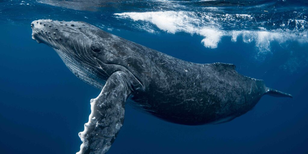 baleine a bosse symbole de communication animale intuitive