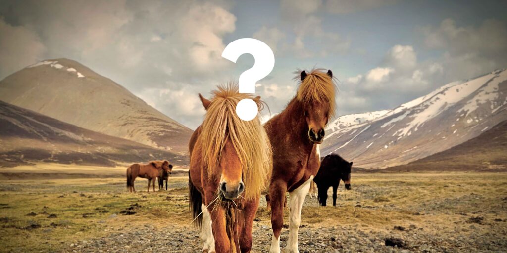 CHEVAL SAUVAGE QUI NOUS REGARDE AVEC UN POINT D'INTERROGATION