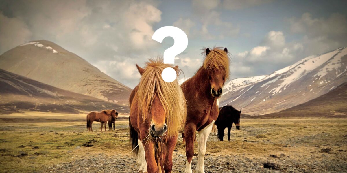 CHEVAL SAUVAGE QUI NOUS REGARDE AVEC UN POINT D'INTERROGATION