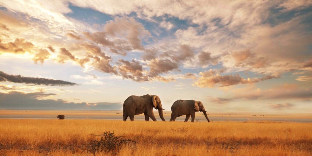 deux elephants dans la savane symbole de communication animale intuitive