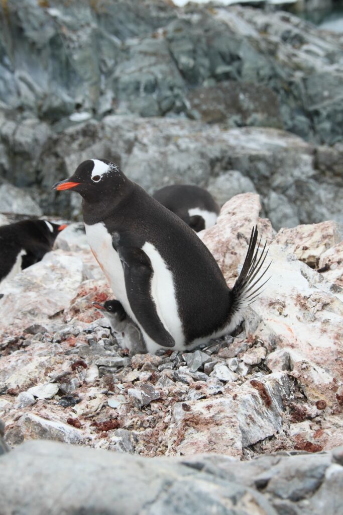 pingouin en antarctique avec un poussin au milieu de cailloux
