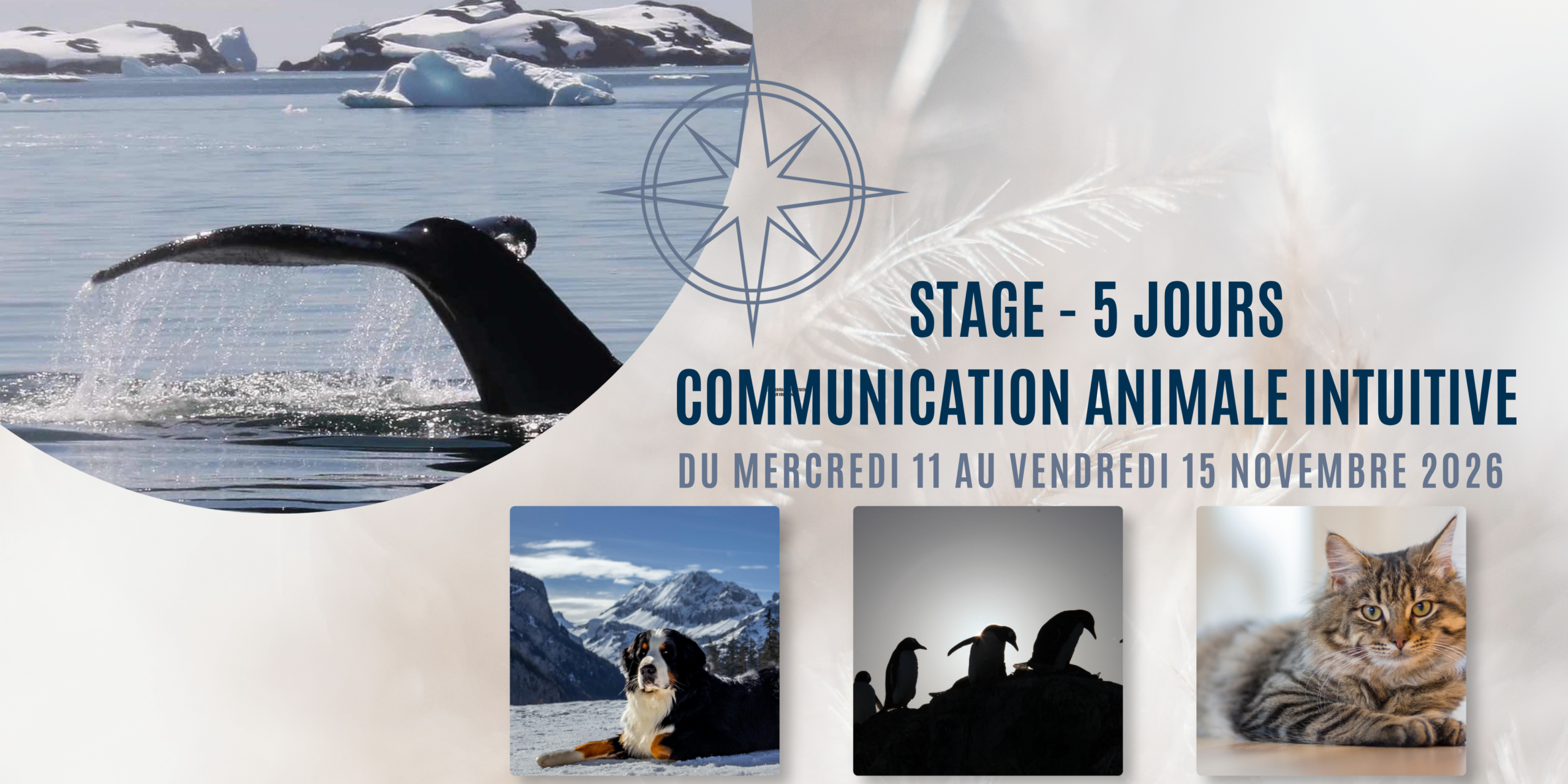 STAGE FORMATION À LA COMMUNICATION ANIMALR INTUITIVE AFFICHE AVEC CAROLINE GAUTHIER