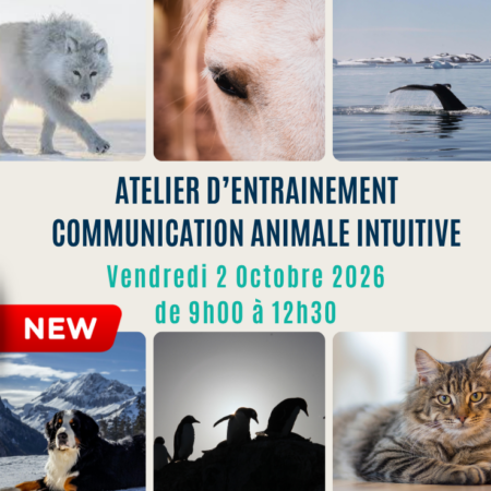 entrainement communication animale intuitive affiche caroline gauthier