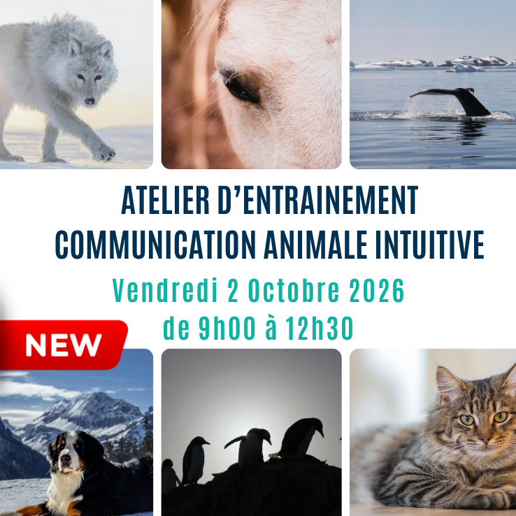 APPRENDRE À PARLER INTUITIVEMENT AVEC LES ANIMAUX, MALADIE, BESOIN, COMPORTEMENT, DÉCÈS COMMUNICATION ANIMALE, COMMUNICATION CONNECTÉE AVEC CAROLINE GAUTHIER
FORMATION STAGE ENTRAINEMENT